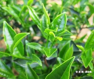 十大高端熟茶排行榜