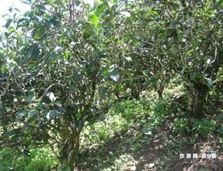 蘋(píng)果橙子煮普洱茶的功效與作用