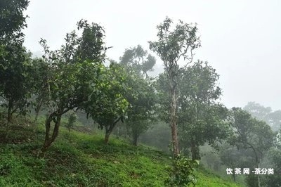 普洱茶餅怎樣泡茶喝