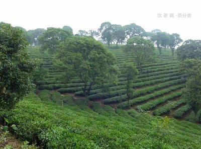 仙女茶熟茶功效