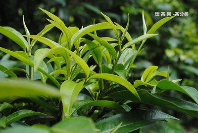 濟(jì)南最大茶葉場(chǎng)在哪里濟(jì)南茶葉批發(fā)進(jìn)貨？找濟(jì)南最大茶葉批發(fā)城，推薦優(yōu)質(zhì)濟(jì)南茶葉場(chǎng)！