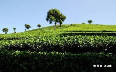 50年的普洱茶