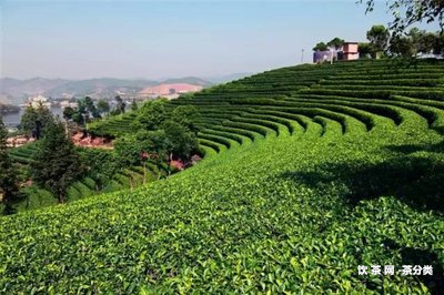 普洱茶愛(ài)好者