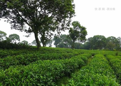 中國晚清普洱茶有嗎