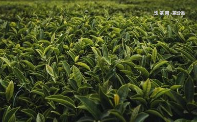 普洱茶發(fā)霉會(huì)致癌嗎