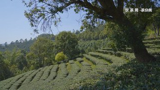 老班章熟茶到底啥,喝不慣