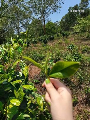 聘進(jìn)號(hào)普洱茶