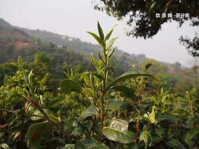 普洱茶大米味：米香融合的口感探秘