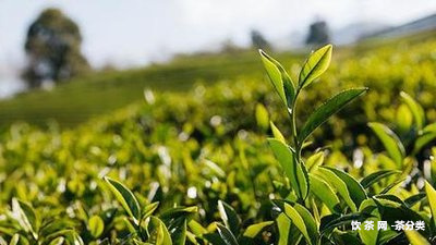 驚蟄喝普洱茶的好處及可行性