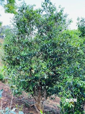 觀(guān)賞茶 價(jià)格  我想看茶多少錢(qián)