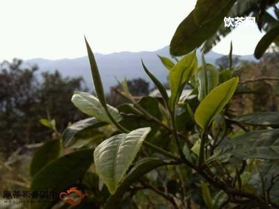 昆明專業(yè)普洱茶壓餅制作與加工中心地址及詳細(xì)流程