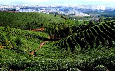 高山白茶屬于什么茶