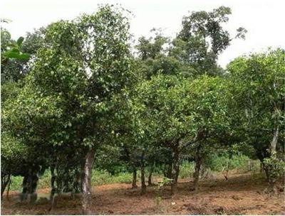 茉莉花茶和綠茶的區(qū)別  茉莉花茶哪里的最好