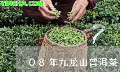 冰島茶山：六大還是四大？解析茶樹的分布與特點