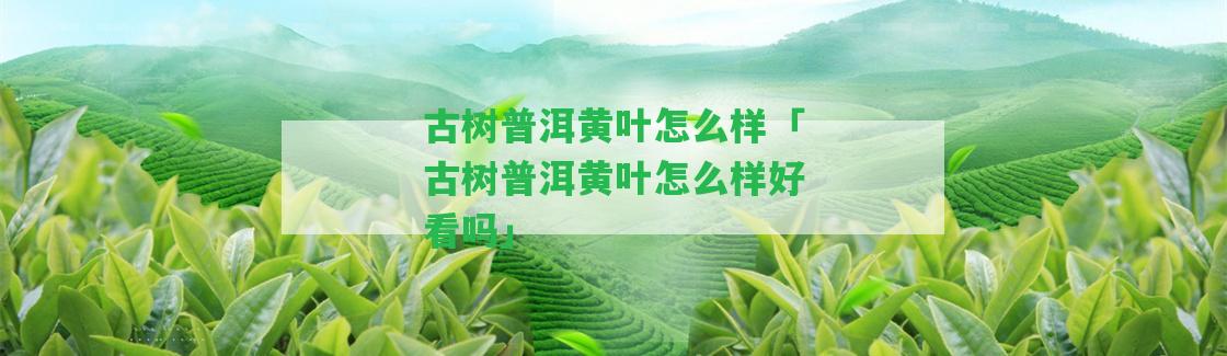 古樹普洱黃葉怎么樣「古樹普洱黃葉怎么樣好看嗎」