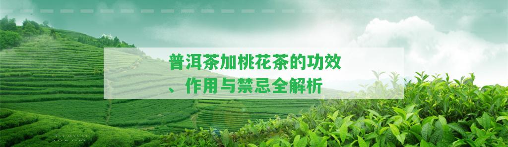 普洱茶加桃花茶的功效、作用與禁忌全解析