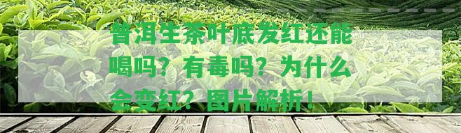 普洱生茶葉底發(fā)紅還能喝嗎？有毒嗎？為什么會(huì)變紅？圖片解析！