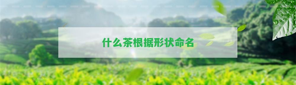 什么茶依據(jù)形狀命名