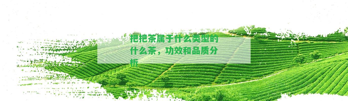 把把茶屬于什么類(lèi)型的什么茶，功效和品質(zhì)分析