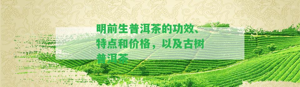 明前生普洱茶的功效、特點和價格，以及古樹普洱茶