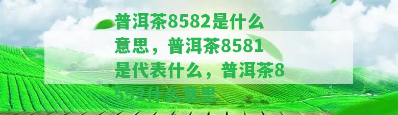 普洱茶8582是什么意思，普洱茶8581是代表什么，普洱茶8592什么意思