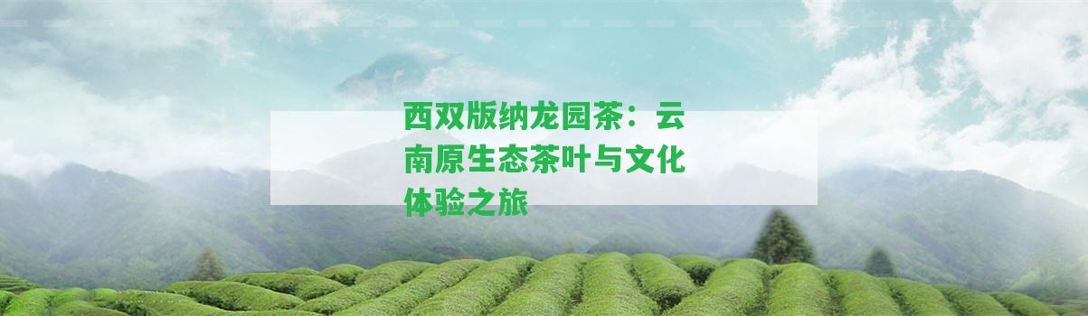 西雙版納龍園茶：云南原生態(tài)茶葉與文化體驗之旅